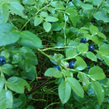 Apartament 33 A 8 Ad Kamzik *